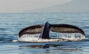 Blue Whale Bitten In Half